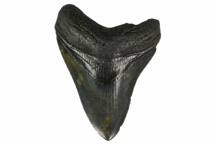 Bargain, 4.15" Fossil Megalodon Tooth - South Carolina